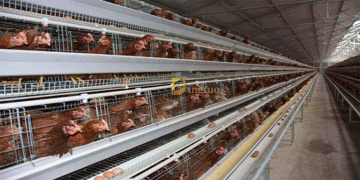 chicken cage capacity 200 birds photo