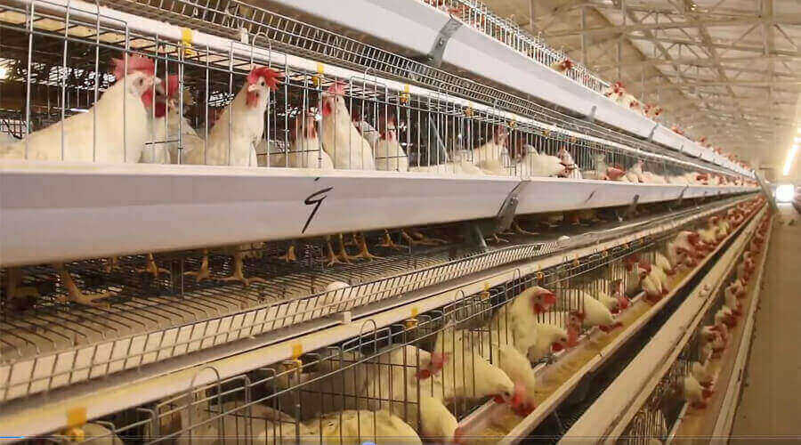 poultry farm with 4 tiers cage
