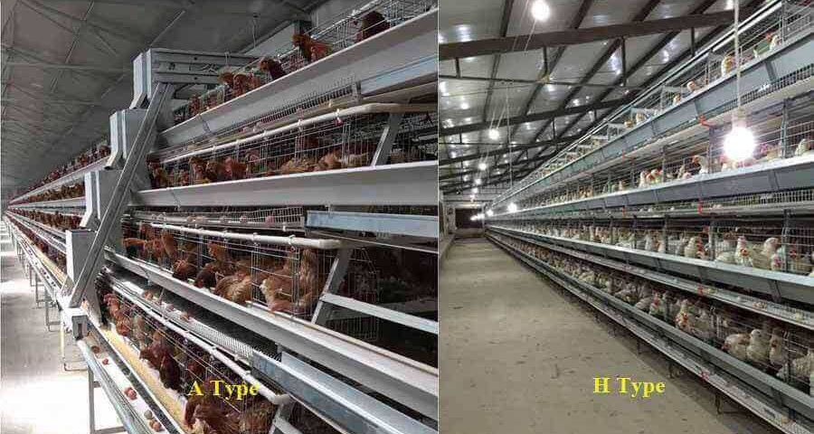 poultry layer chicken cage