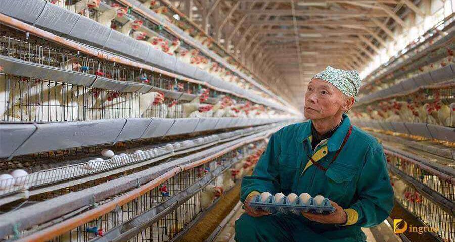poultry farmer in chicken farm
