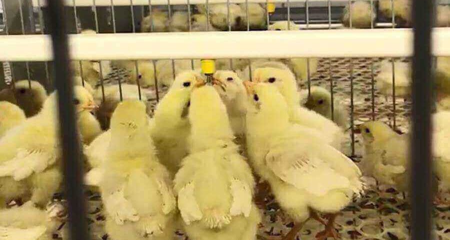 chicks chicken farm 20190403