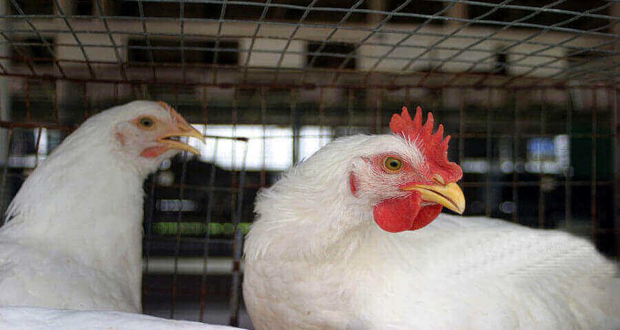 Qatar poultry farm
