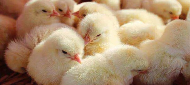 day old baby chicks breeding